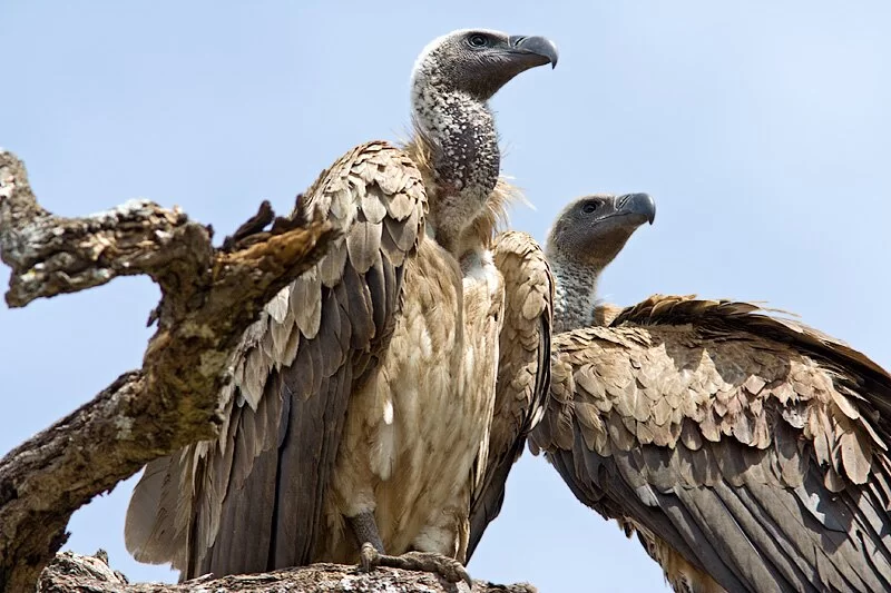 Vulture deaths in Lionspruit