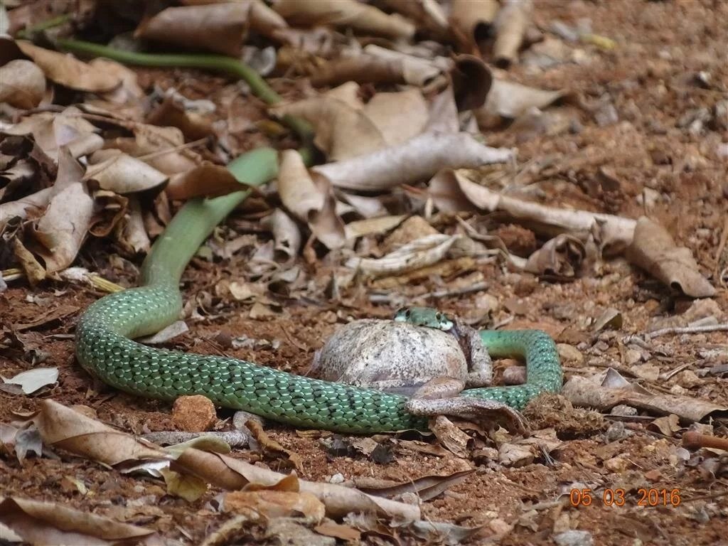 Spotted bush snake