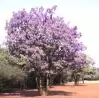 tree wisteria