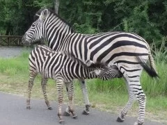 zebra and foal 002